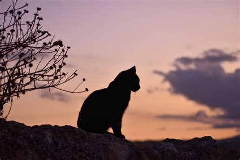 黒猫が横切ると不吉？ 幸運の前兆？ スピリチュアル的な意味と。